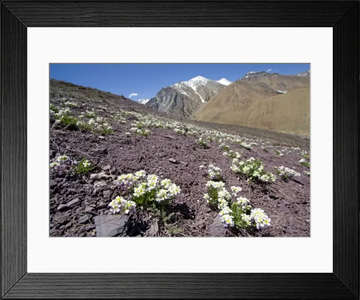 Framed Print : Upper Suru Valley Jammu & Kashmir India