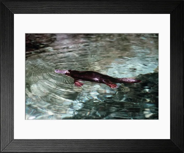 Framed Print : Platypus - near surface on water AU-1432 Framed Print : Platypus - near surface on water AU-1432