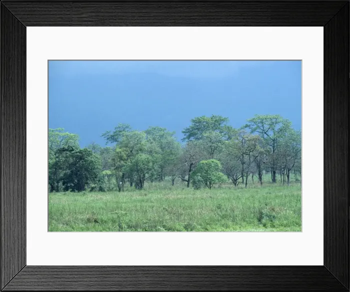 Framed Print : India - Manas Tiger Reserve, Monsoon cloud Framed Print : India - Manas Tiger Reserve, Monsoon cloud