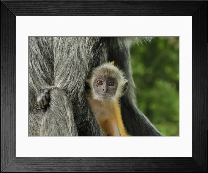 Framed Print : Silvery Lutung / Silvered Leaf Monkey / Silvery Langur - mother with baby - young are born with orange fur but this changes to the adult colour after 3-5 months - Kuala Selangor Nature Park - West Malaysia Framed Print : Silvery Lutung / Silvered Leaf Monkey / Silvery Langur - mother with baby - young are born with orange fur but this changes to the adult colour after 3-5 months - Kuala Selangor Nature Park - West Malaysia