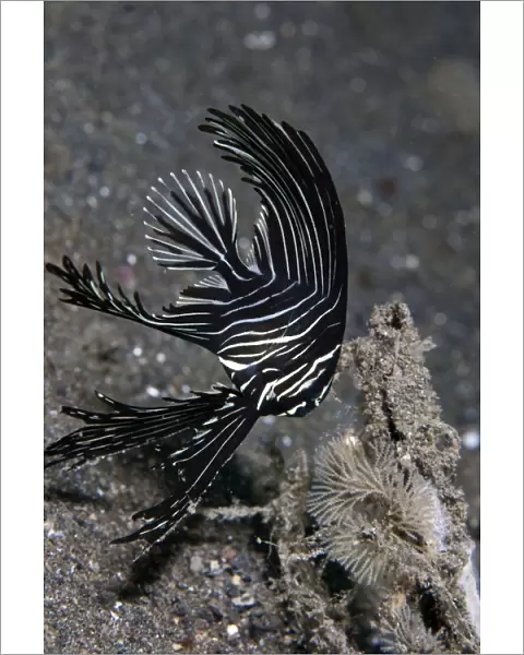 Zebra Batfish - Indonesia