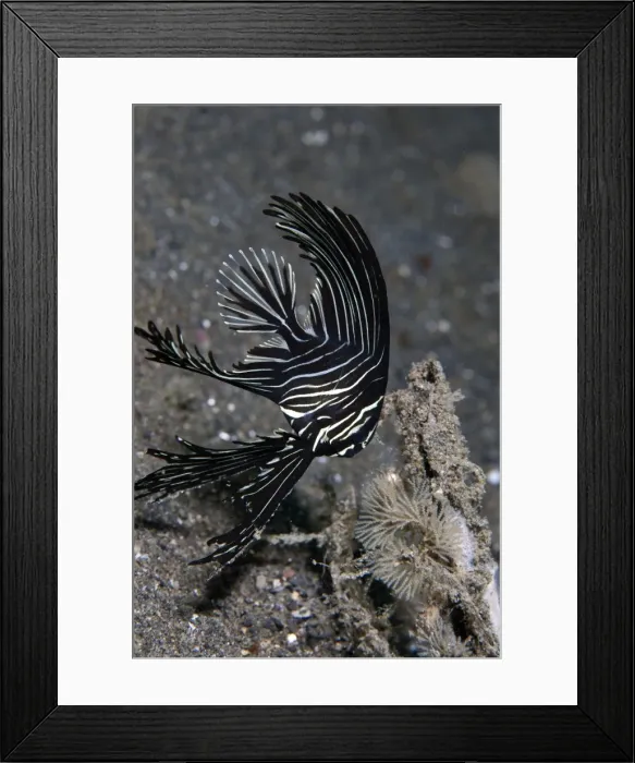 Framed Print : Zebra Batfish - Indonesia Framed Print : Zebra Batfish - Indonesia