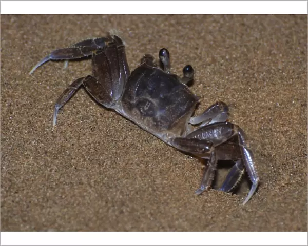 Ghost Crab - outside its burrow on the beach at night - West Indies