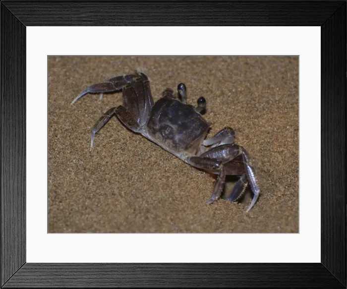Framed Print : Ghost Crab - outside its burrow on the beach at night - West Indies Framed Print : Ghost Crab - outside its burrow on the beach at night - West Indies