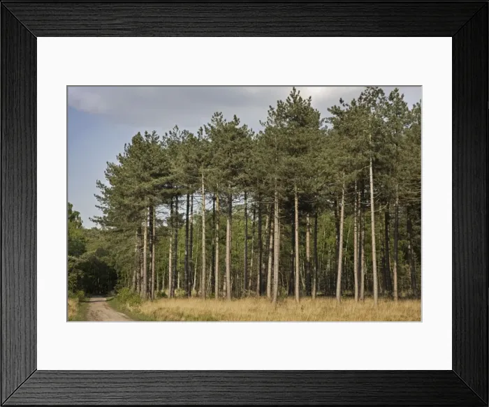 Framed Print : Black Pine Trees - Belgium Framed Print : Black Pine Trees - Belgium