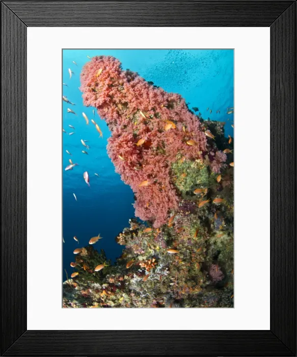 Framed Print : Pink Soft Coral and Scalefin Anthias (Pseudanthias sp. ) - Cocoa Corner - South Male - Maldives Framed Print : Pink Soft Coral and Scalefin Anthias (Pseudanthias sp. ) - Cocoa Corner - South Male - Maldives