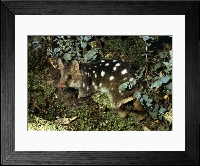 Framed Print : Marsupial Cat Framed Print : Marsupial Cat