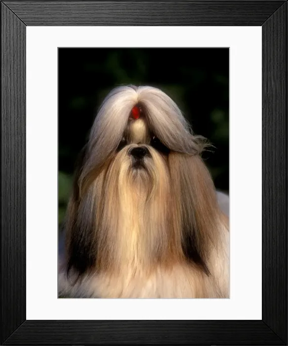 Framed Print : Dog - Shih tzu Framed Print : Dog - Shih tzu