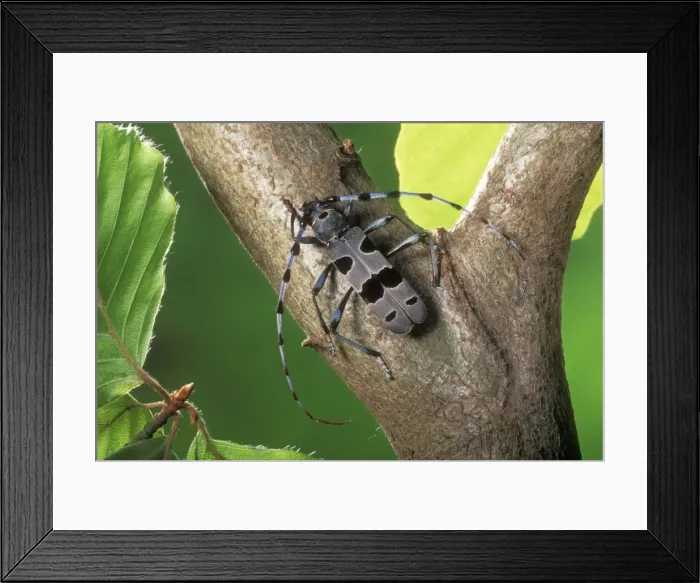 Framed Print : Longhorn Beetle PPG 746 Rare. Upland Beech wood Rosalia alpina © Pascal Goetgheluck / ardea. com Framed Print : Longhorn Beetle PPG 746 Rare. Upland Beech wood Rosalia alpina © Pascal Goetgheluck / ardea. com