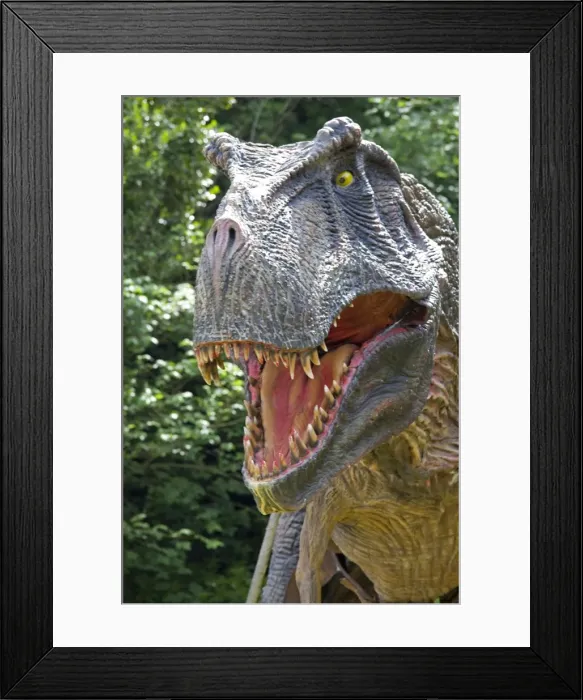 Framed Print : Prehistoric Reconstruction - close up head of Tyrannosaurus Rex - an extinct carnivorous therpod - Wildlife Park - Combe Martin - Devon - UK Framed Print : Prehistoric Reconstruction - close up head of Tyrannosaurus Rex - an extinct carnivorous therpod - Wildlife Park - Combe Martin - Devon - UK
