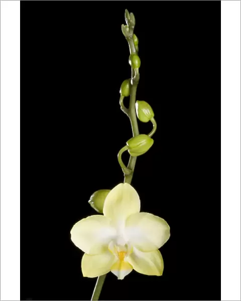 Orchid - Phalaenopsis - Asia