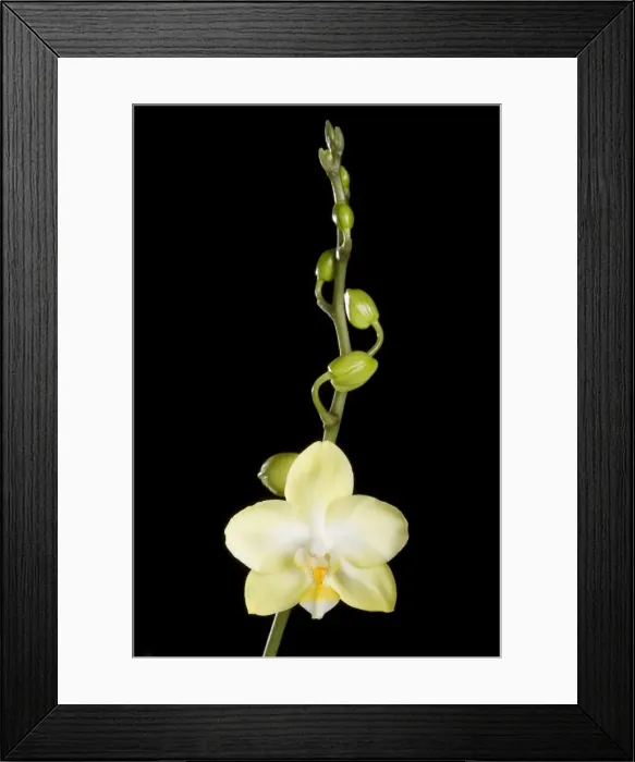 Framed Print : Orchid - Phalaenopsis - Asia Framed Print : Orchid - Phalaenopsis - Asia