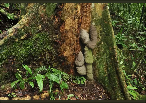 Buttressed tree with Phallus Termite - Gunung Leuser National Park - Bukit Lawang - Sumatra - Indonesia