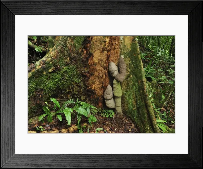 Framed Print : Buttressed tree with Phallus Termite - Gunung Leuser National Park - Bukit Lawang - Sumatra - Indonesia Framed Print : Buttressed tree with Phallus Termite - Gunung Leuser National Park - Bukit Lawang - Sumatra - Indonesia