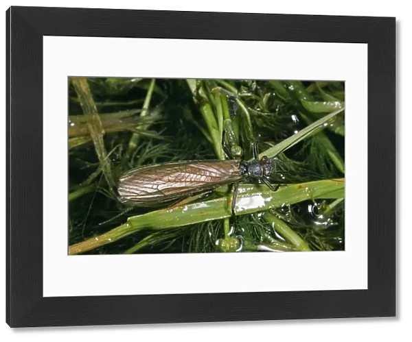 Large Stonefly - female, Upland River