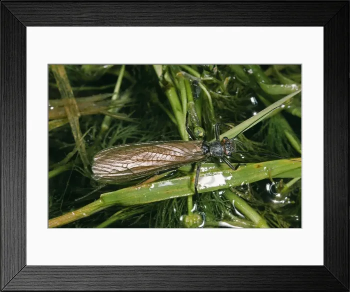 Framed Print : Large Stonefly - female, Upland River Framed Print : Large Stonefly - female, Upland River