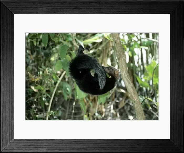 Framed Print : Tayra - male in rainforest - Guyana - South America Framed Print : Tayra - male in rainforest - Guyana - South America