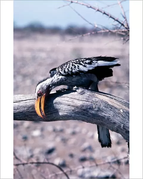 Yellow-billed Hornbill - wiping beak on branch