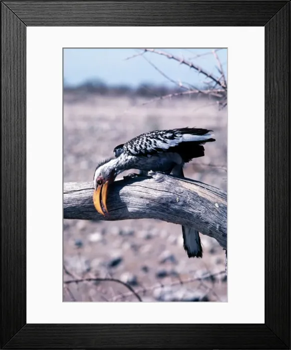 Framed Print : Yellow-billed Hornbill - wiping beak on branch Framed Print : Yellow-billed Hornbill - wiping beak on branch