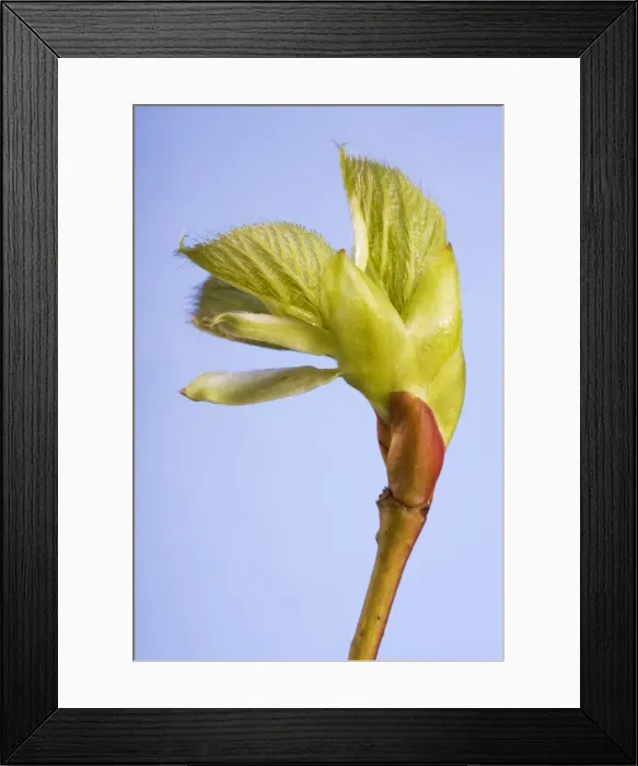 Framed Print : Common lime bud and leaf Framed Print : Common lime bud and leaf