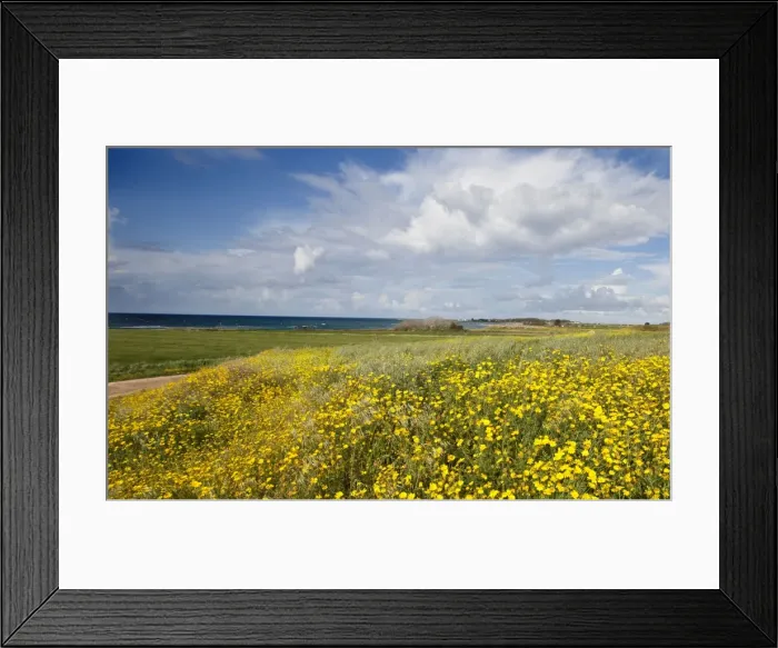 Framed Print : Crown Daisy flowers - Mandria - Cyprus - April Framed Print : Crown Daisy flowers - Mandria - Cyprus - April