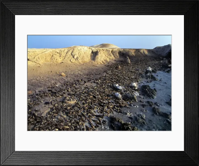 Framed Print : South American Sea Lion - colony - Southern Peru AU-1481 Framed Print : South American Sea Lion - colony - Southern Peru AU-1481