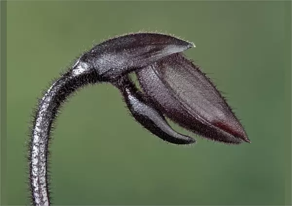 Orchid - bud - Paphiopedilum Black Jack - Tropical Asia