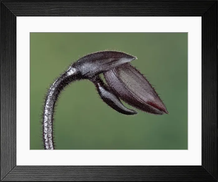 Framed Print : Orchid - bud - Paphiopedilum Black Jack - Tropical Asia Framed Print : Orchid - bud - Paphiopedilum Black Jack - Tropical Asia