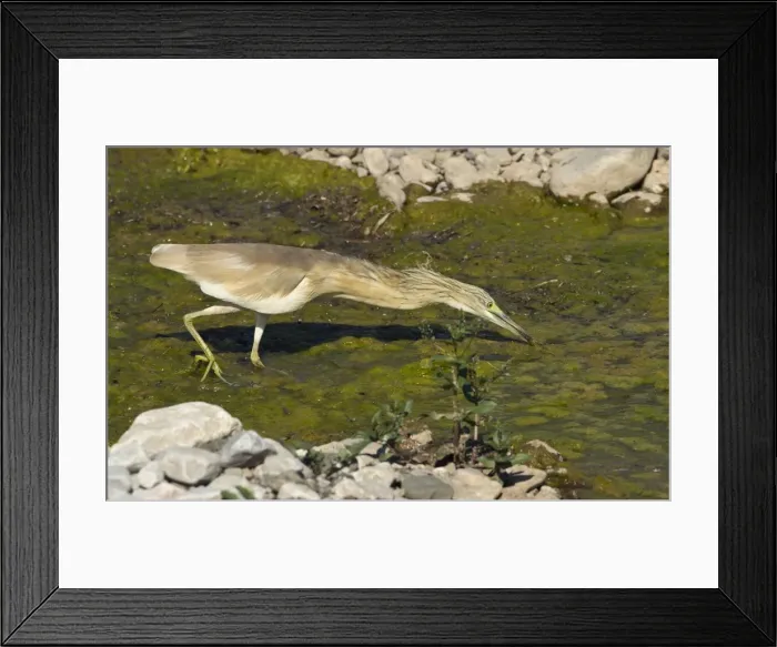 Framed Print : Squacco Heron - searching for food in pool - Southern Turkey - May Framed Print : Squacco Heron - searching for food in pool - Southern Turkey - May
