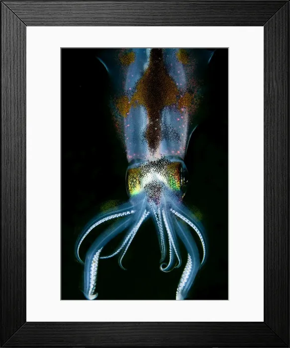 Framed Print : Bigfin Reef Squid - Indonesia Framed Print : Bigfin Reef Squid - Indonesia
