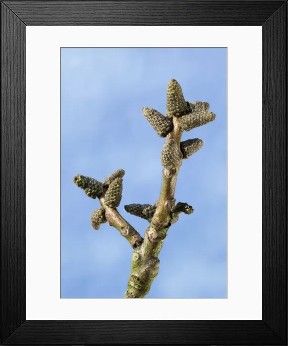Framed Print : Walnut Tree - bud in spring Framed Print : Walnut Tree - bud in spring