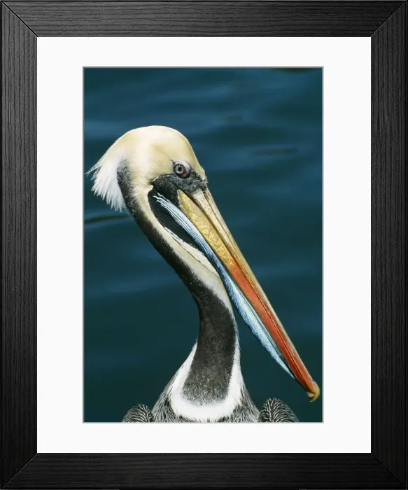 Framed Print : Peruvian Pelican PS 9838 Portrait Pelacanus thagus © Peter Steyn / ardea. com Framed Print : Peruvian Pelican PS 9838 Portrait Pelacanus thagus © Peter Steyn / ardea. com