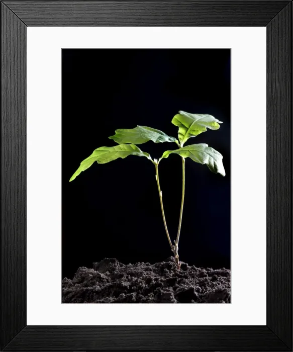 Framed Print : English Oak Tree - young growth Framed Print : English Oak Tree - young growth