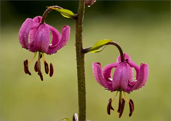 Martagon Lily - with early morning dew and raindrops, in the Ecrins National Park, French Alps, France