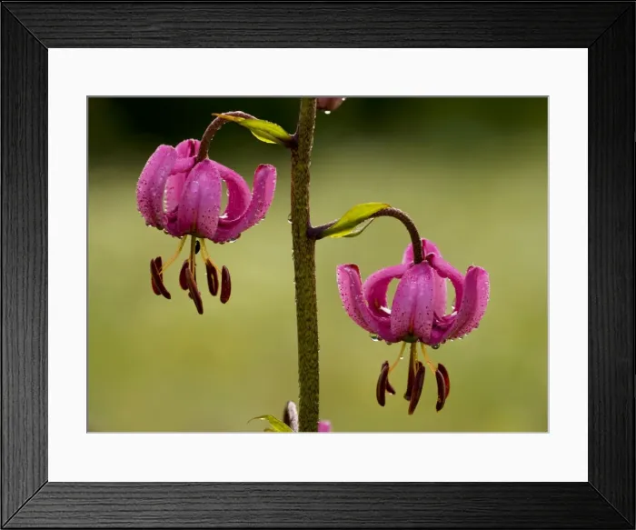 Framed Print : Martagon Lily - with early morning dew and raindrops, in the Ecrins National Park, French Alps, France Framed Print : Martagon Lily - with early morning dew and raindrops, in the Ecrins National Park, French Alps, France