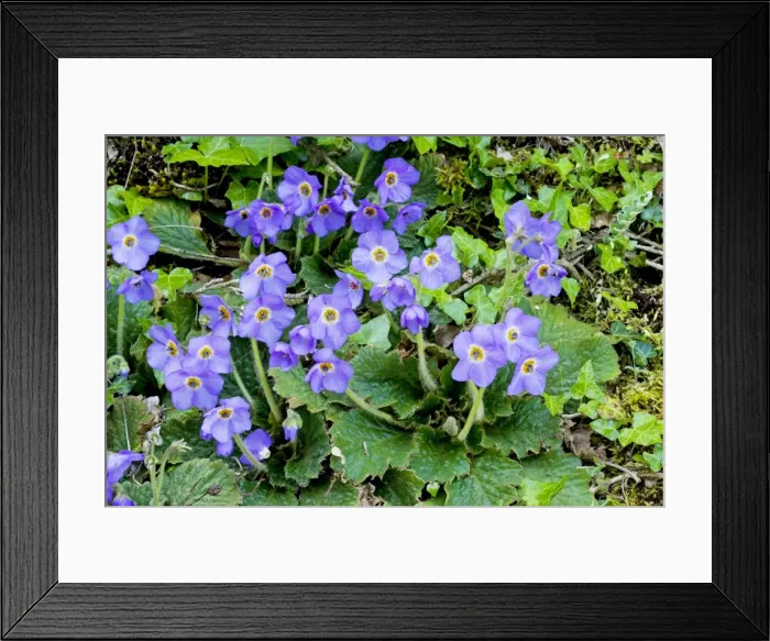 Framed Print : Ramonda serbica - a rare member of the Gesneria family - growing on cliff in the Vikos Gorge National Park, north Greece Framed Print : Ramonda serbica - a rare member of the Gesneria family - growing on cliff in the Vikos Gorge National Park, north Greece