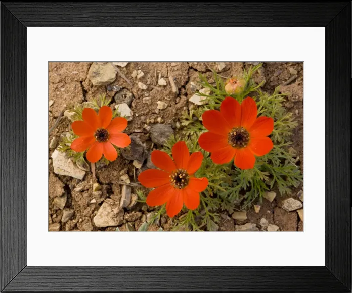 Framed Print : Pheasant's Eye - in flower - Turkey Framed Print : Pheasant's Eye - in flower - Turkey