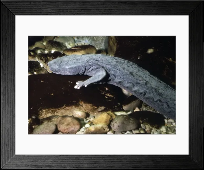 Framed Print : Giant Salamander / Hell Bender - USA Framed Print : Giant Salamander / Hell Bender - USA