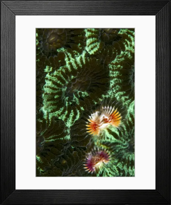 Framed Print : Feather Duster Worm / Christmas Tree Worm - on a Two Star Coloured Coral (Favia speciosa) Framed Print : Feather Duster Worm / Christmas Tree Worm - on a Two Star Coloured Coral (Favia speciosa)