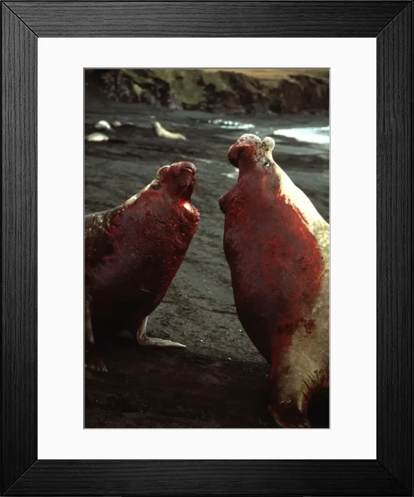 Framed Print : Southern Elephant Seals - 2 male bulls fighting with blood down chests - Crozet Islands, Antarctic AU-1408 Framed Print : Southern Elephant Seals - 2 male bulls fighting with blood down chests - Crozet Islands, Antarctic AU-1408