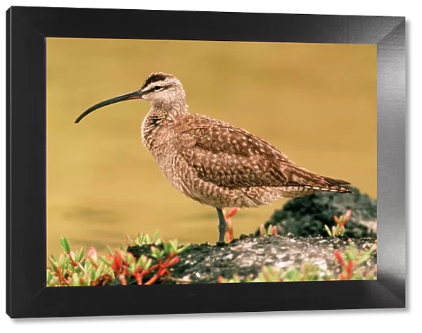 Whimbrel - migrant visitor to Galapagos Islands AU-1672