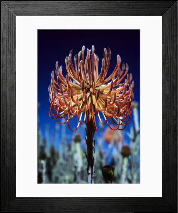 Framed Print : Pincushion Protea Framed Print : Pincushion Protea