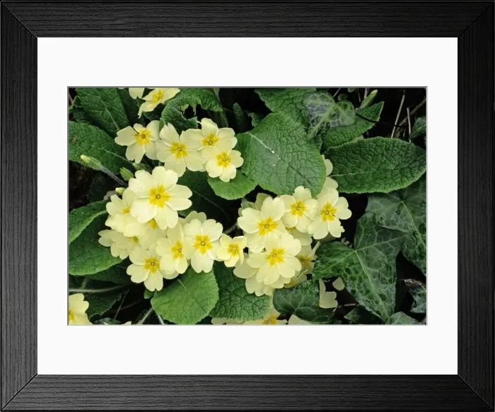 Framed Print : Primroses - Spring, Dorest hedgebank, UK Framed Print : Primroses - Spring, Dorest hedgebank, UK