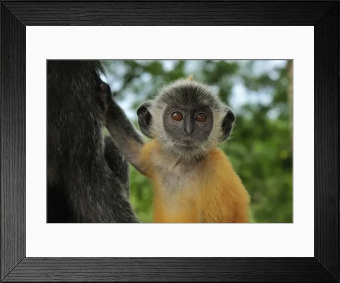 Framed Print : Silvery Lutung / Silvered Leaf Monkey / Silvery Langur - mother with baby - young are born with orange fur but this changes to the adult colour after 3-5 months - Kuala Selangor Nature Park - West Malaysia Framed Print : Silvery Lutung / Silvered Leaf Monkey / Silvery Langur - mother with baby - young are born with orange fur but this changes to the adult colour after 3-5 months - Kuala Selangor Nature Park - West Malaysia