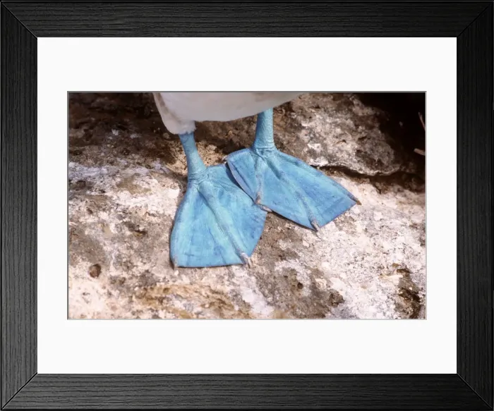 Framed Print : Blue-Footed Booby - feet - Punta Suarez, Espanola Island, Galapagos Islands AU-732 Framed Print : Blue-Footed Booby - feet - Punta Suarez, Espanola Island, Galapagos Islands AU-732