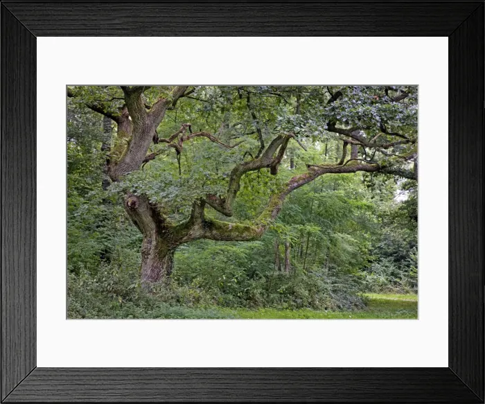 Framed Print : Old Oak Tree - in the woods Framed Print : Old Oak Tree - in the woods