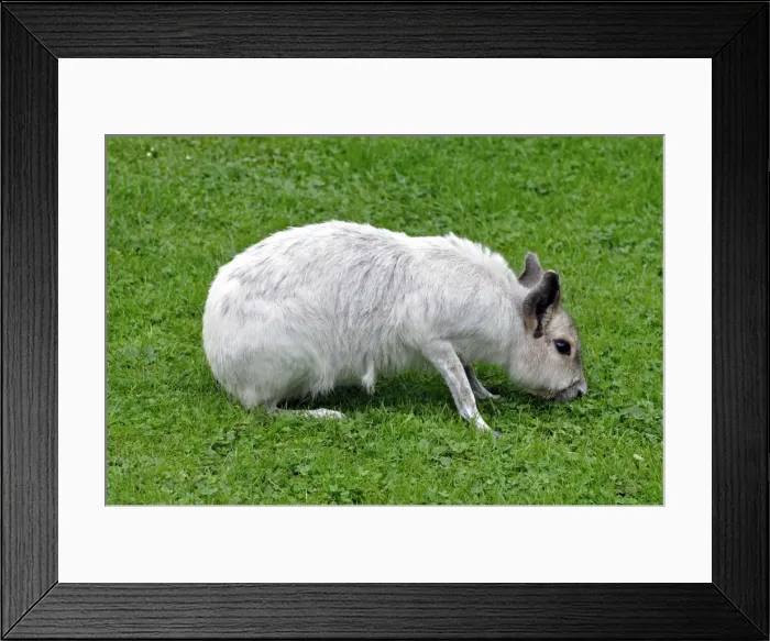 Framed Print : Mara - white colour variant - grasslands of South America Framed Print : Mara - white colour variant - grasslands of South America