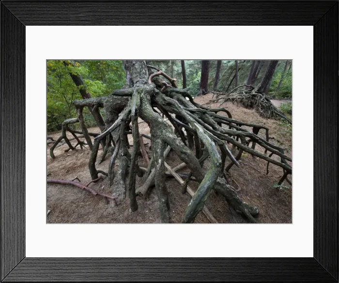 Framed Print : Scotch Pine Tree - roots in sand with erosion - Belgium Framed Print : Scotch Pine Tree - roots in sand with erosion - Belgium