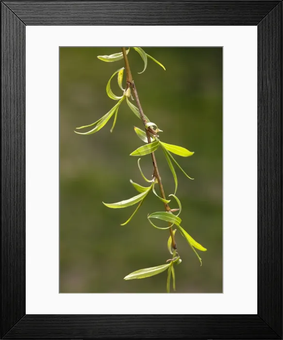 Framed Print : Weeping Willow - leaves in spring Framed Print : Weeping Willow - leaves in spring