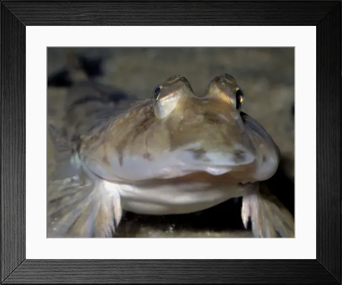 Framed Print : Common Dragonet, UK coastal waters, Spain to Norway Framed Print : Common Dragonet, UK coastal waters, Spain to Norway